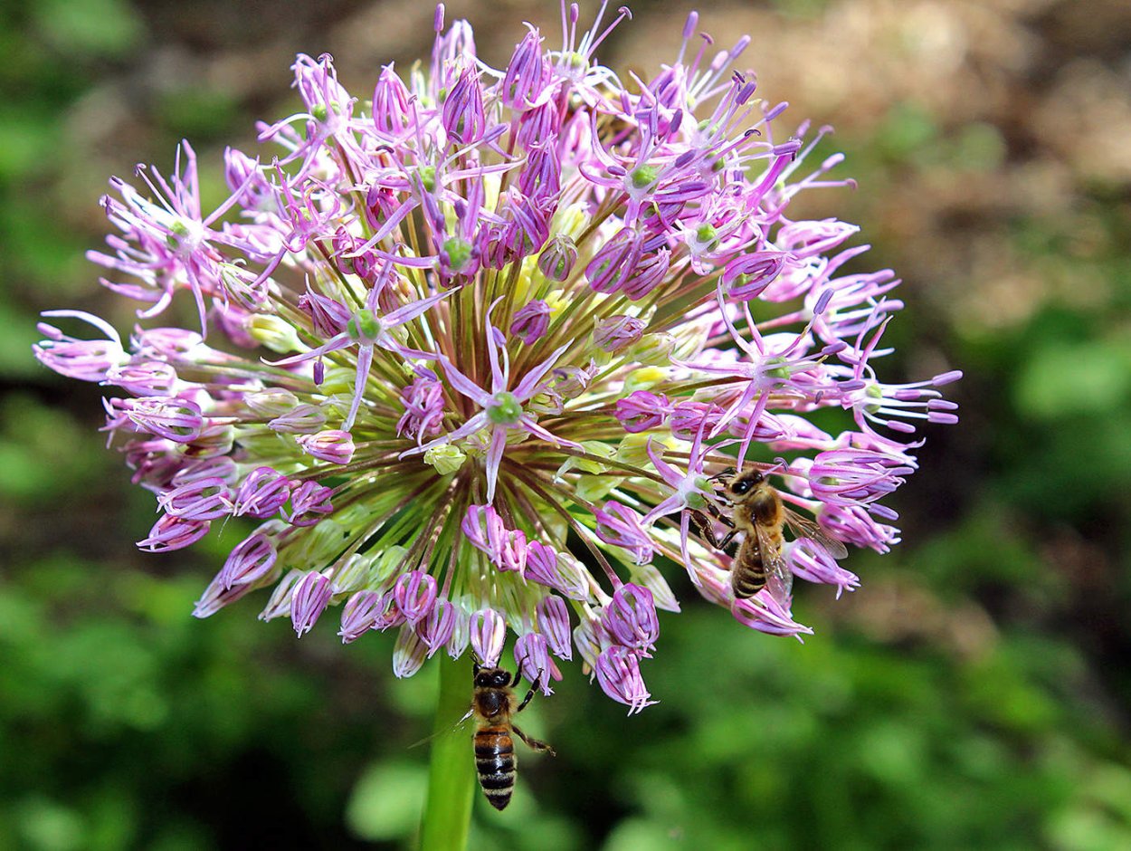 Дикий чеснок цветы