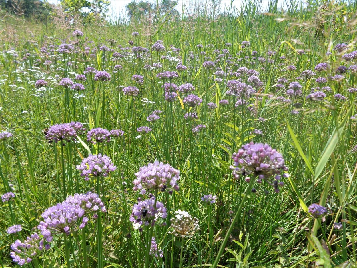 Лук угловатый (мышиный чеснок) – Allium angulosum (l.).