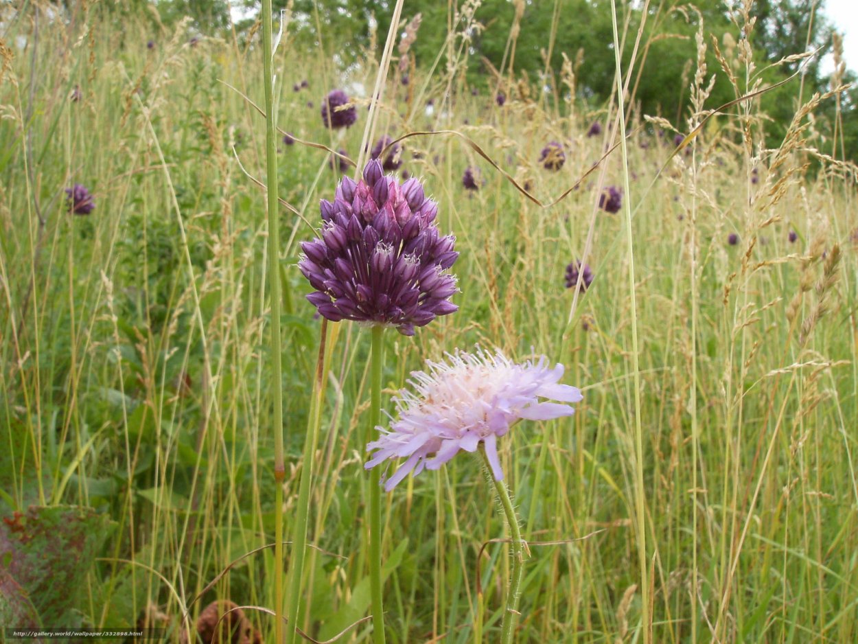 Дикий чеснок Луговой