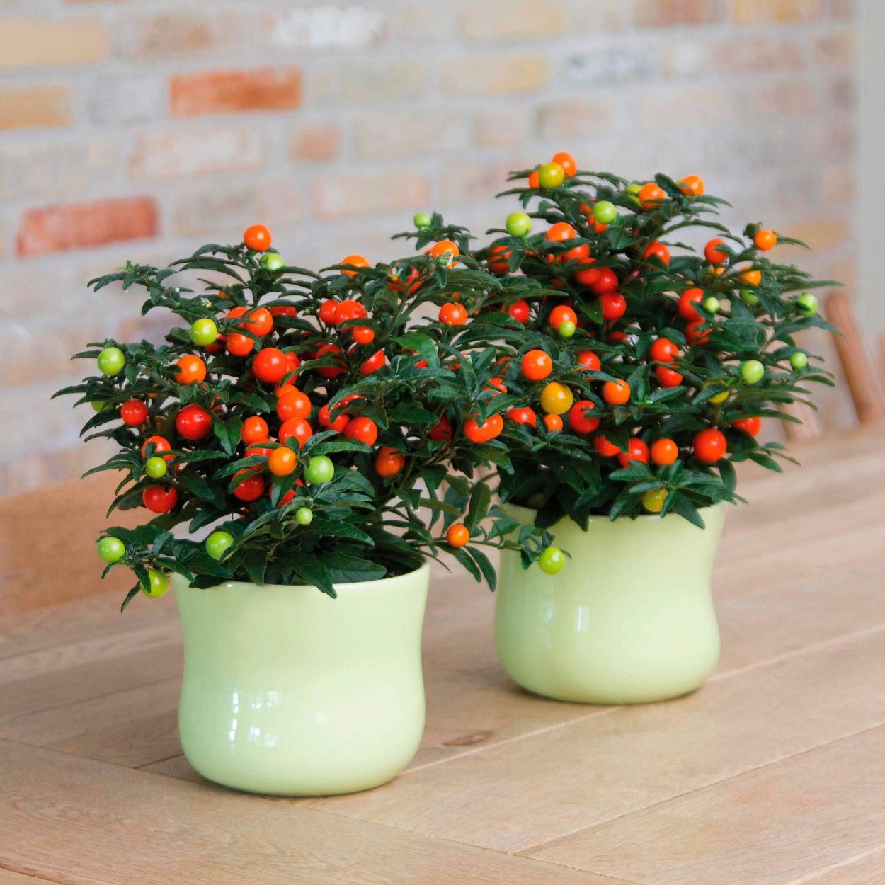 Паслён ложноперечный