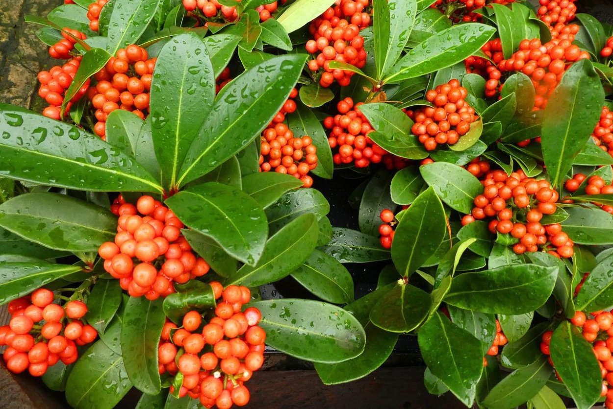 Цветок с ягодами оранжевого цвета