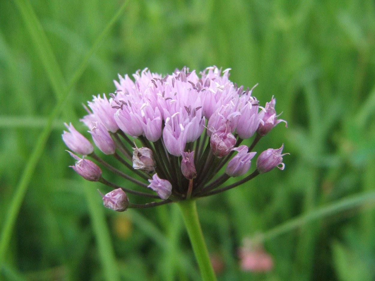 Лук угловатый (мышиный чеснок) – Allium angulosum (l.).