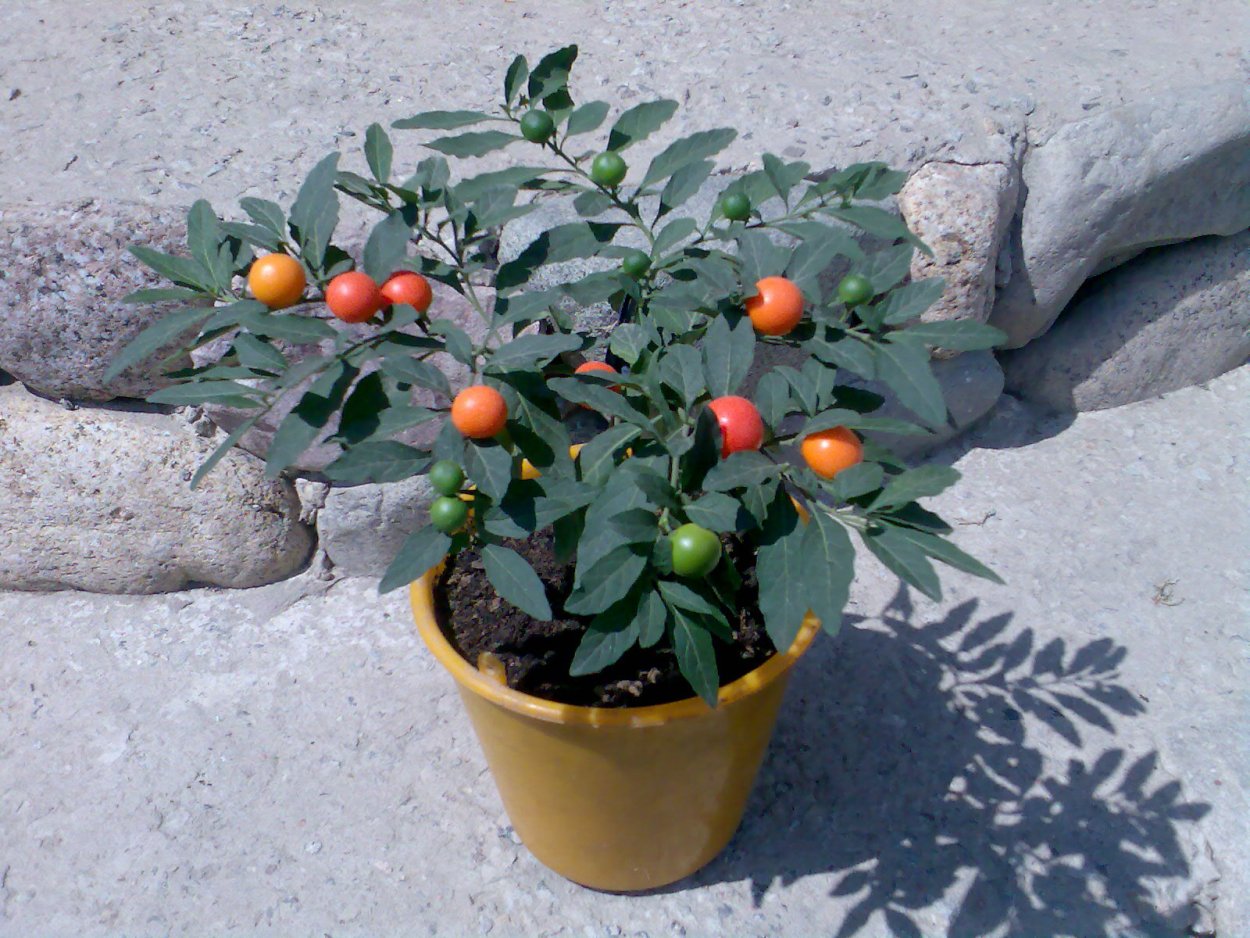 Паслён ложноперечный