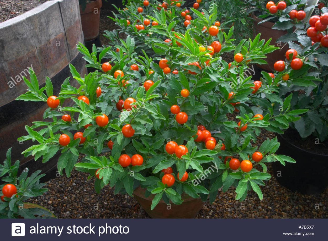 Паслён ложноперечный Иерусалимская вишня