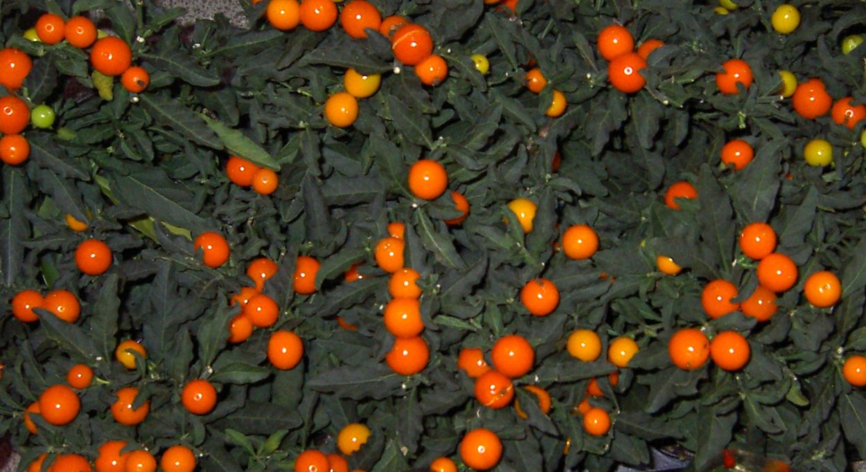 Паслен Желтоплодный