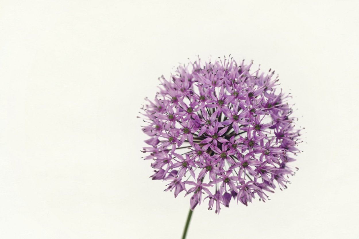 Аллиум белый