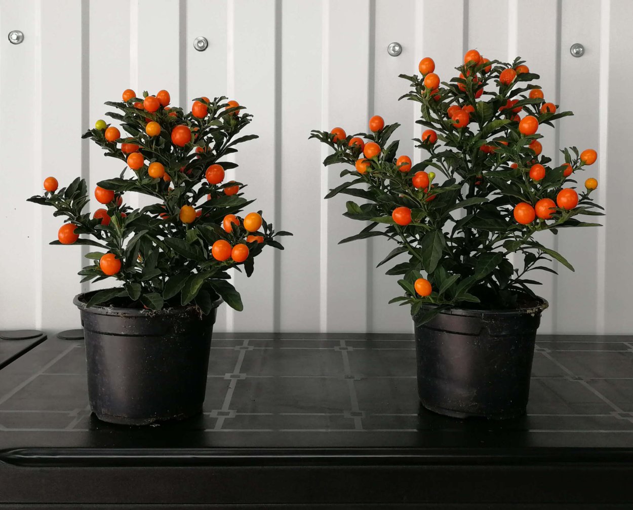 Паслен солянум