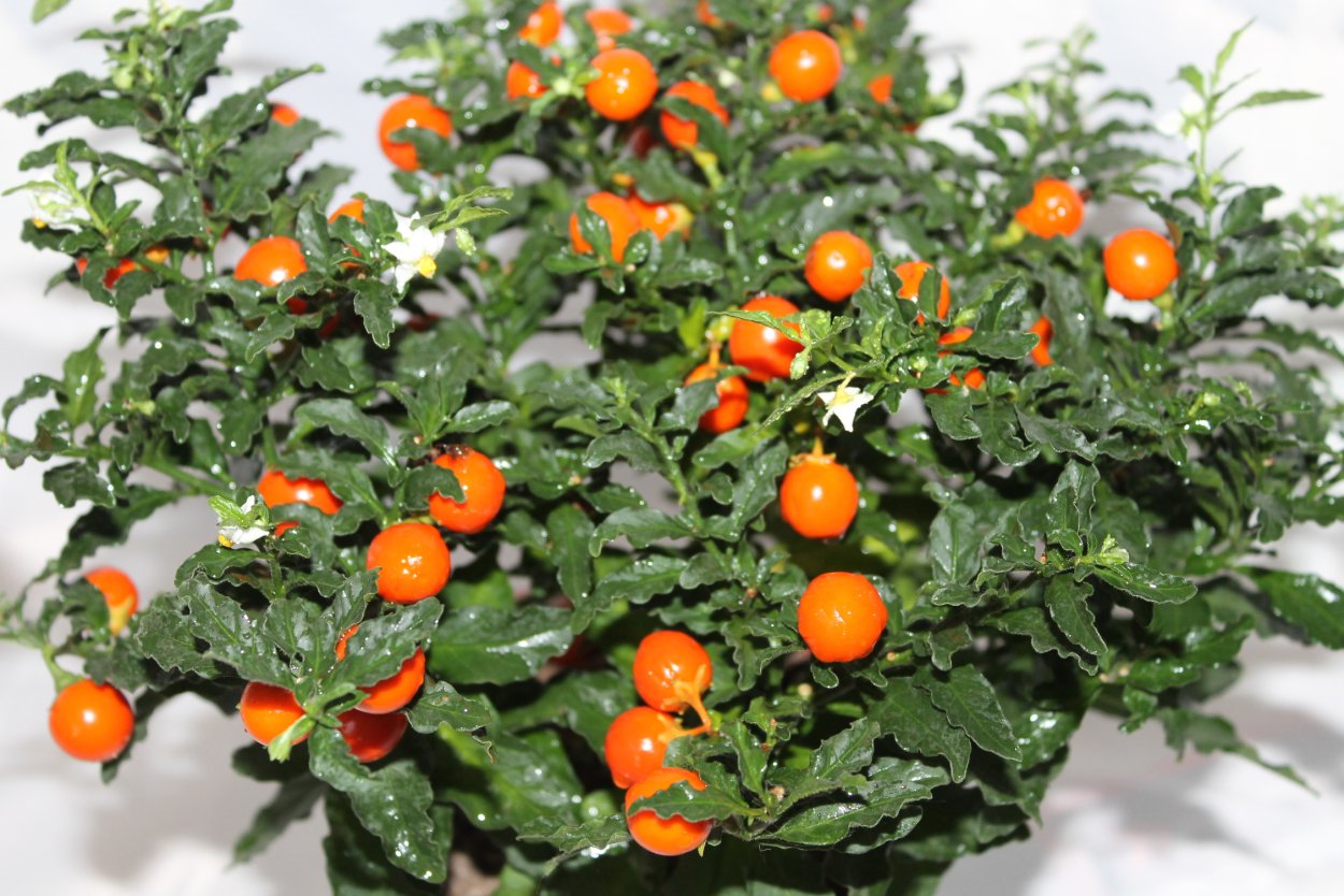 Паслён (Solanum)