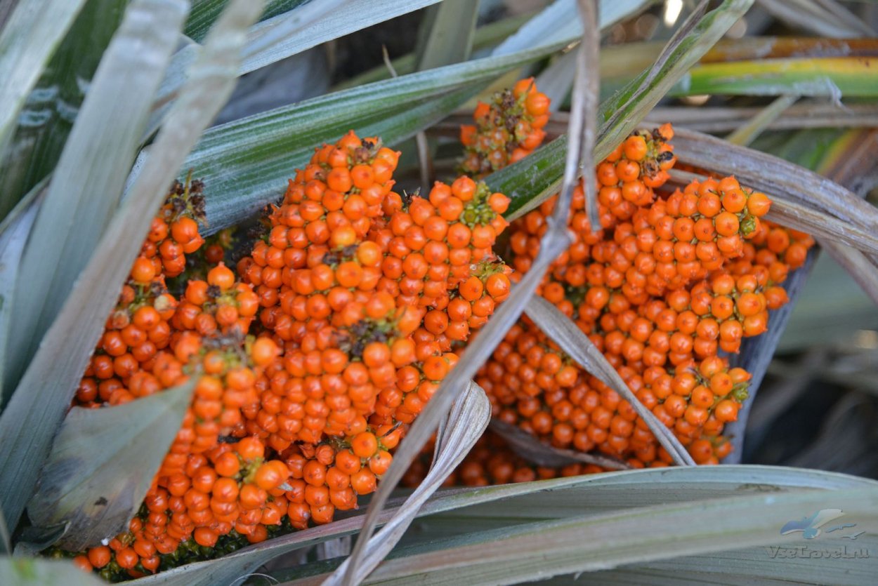 Цветок с оранжевыми ягодами