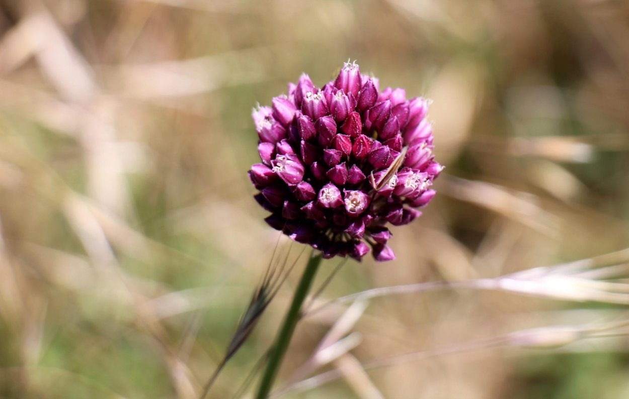 Дикий чеснок фото