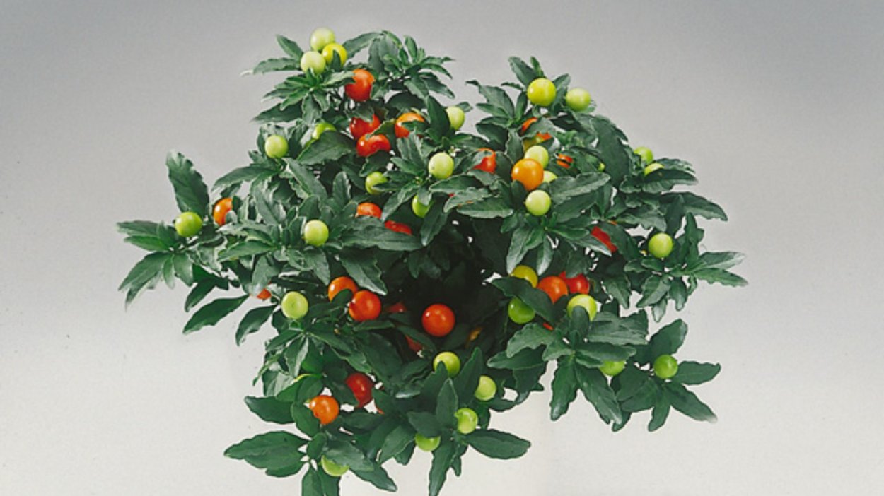 Паслен Желтоплодный