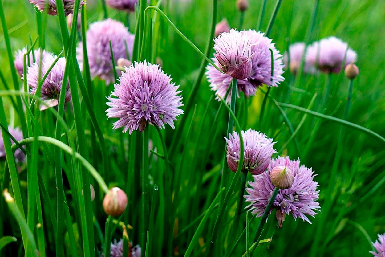 Дикий чеснок цветы