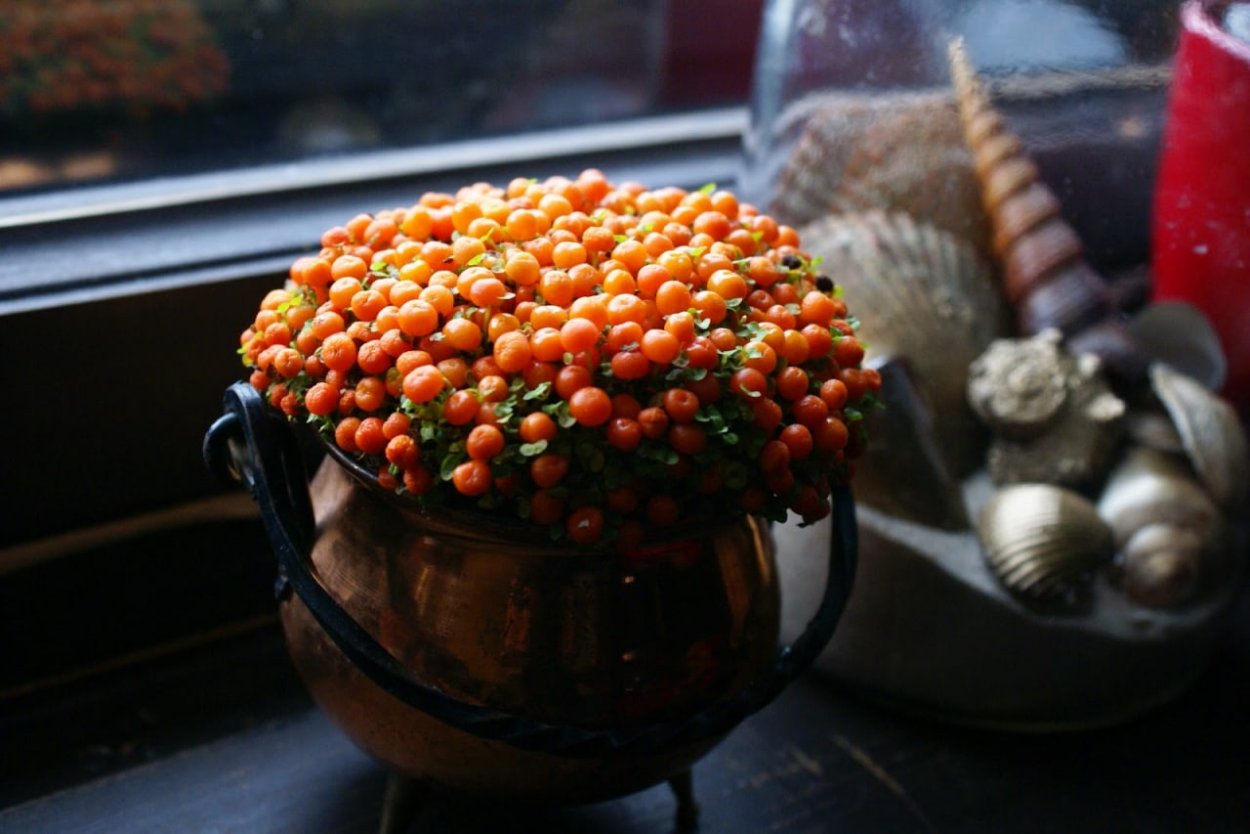 Нертера - nertera d20 h15