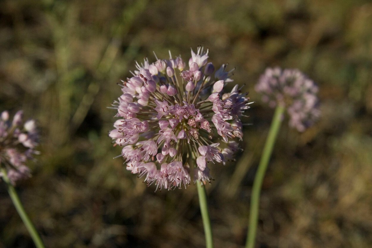 Allium -аллиум senescens Montana
