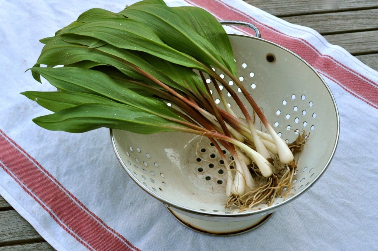Wild Leek