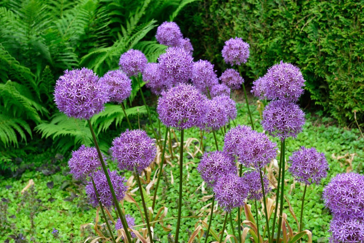 Аллиум Меркуриус