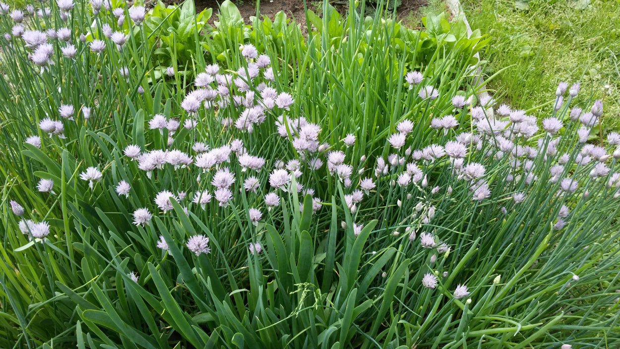 Шнитт батун