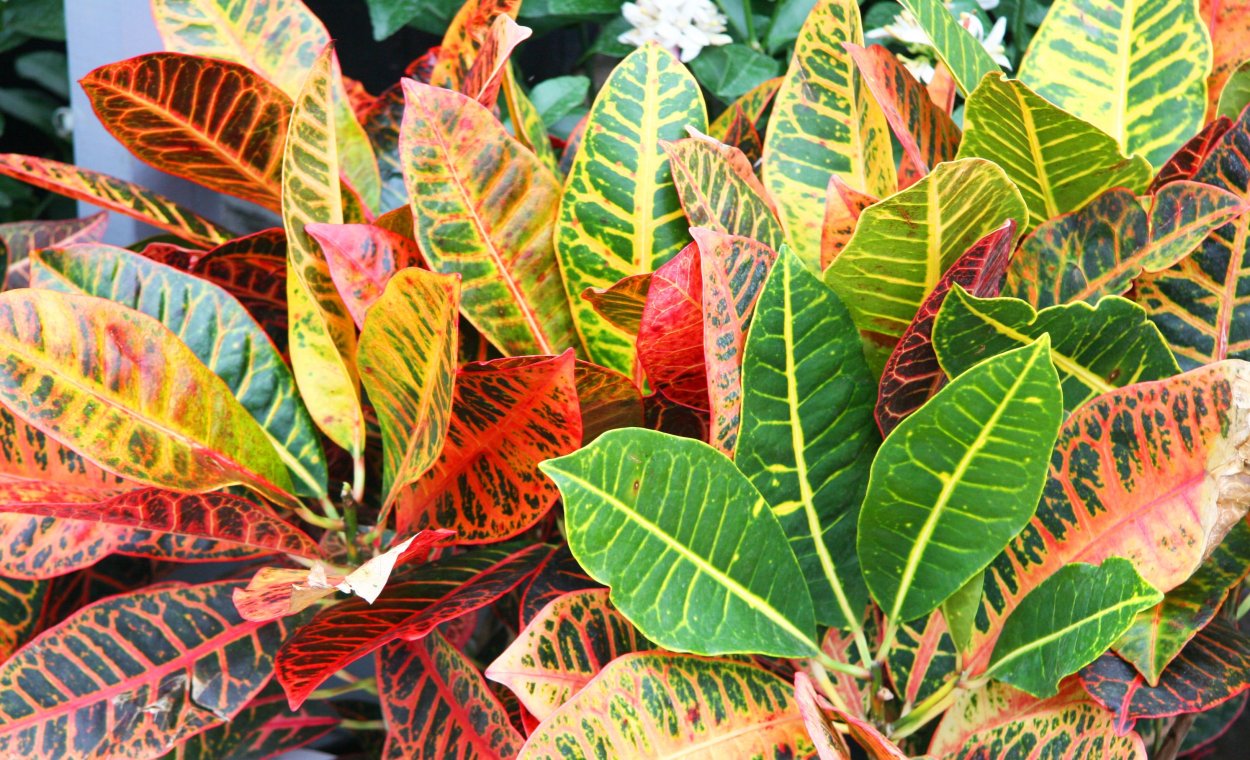 Комнатные тропические растение Кротон