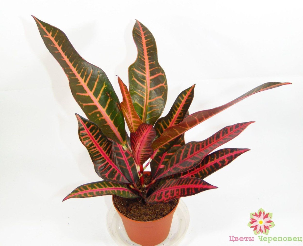 Кротон Нервия