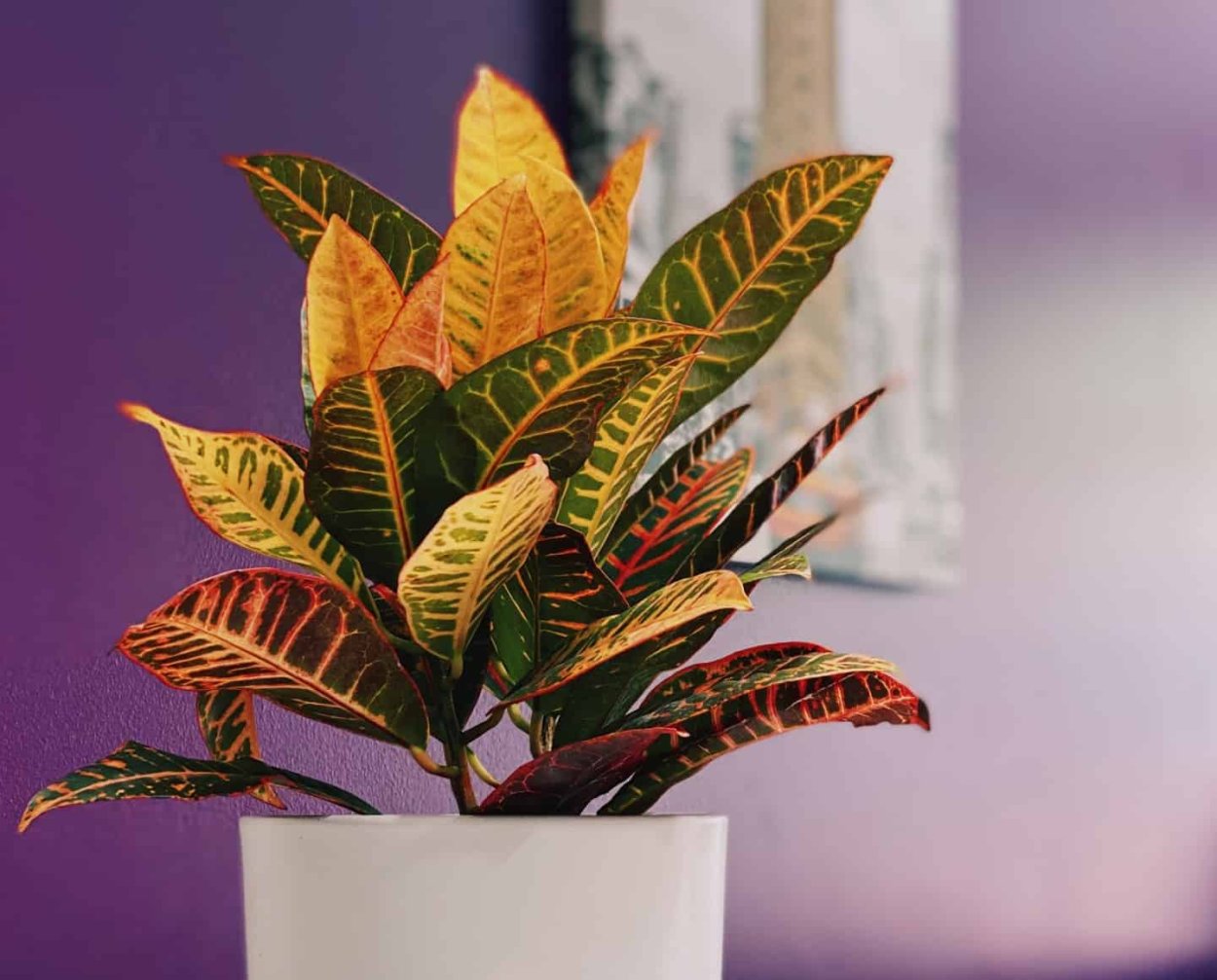 Кодиеум Кротон Мэриленд