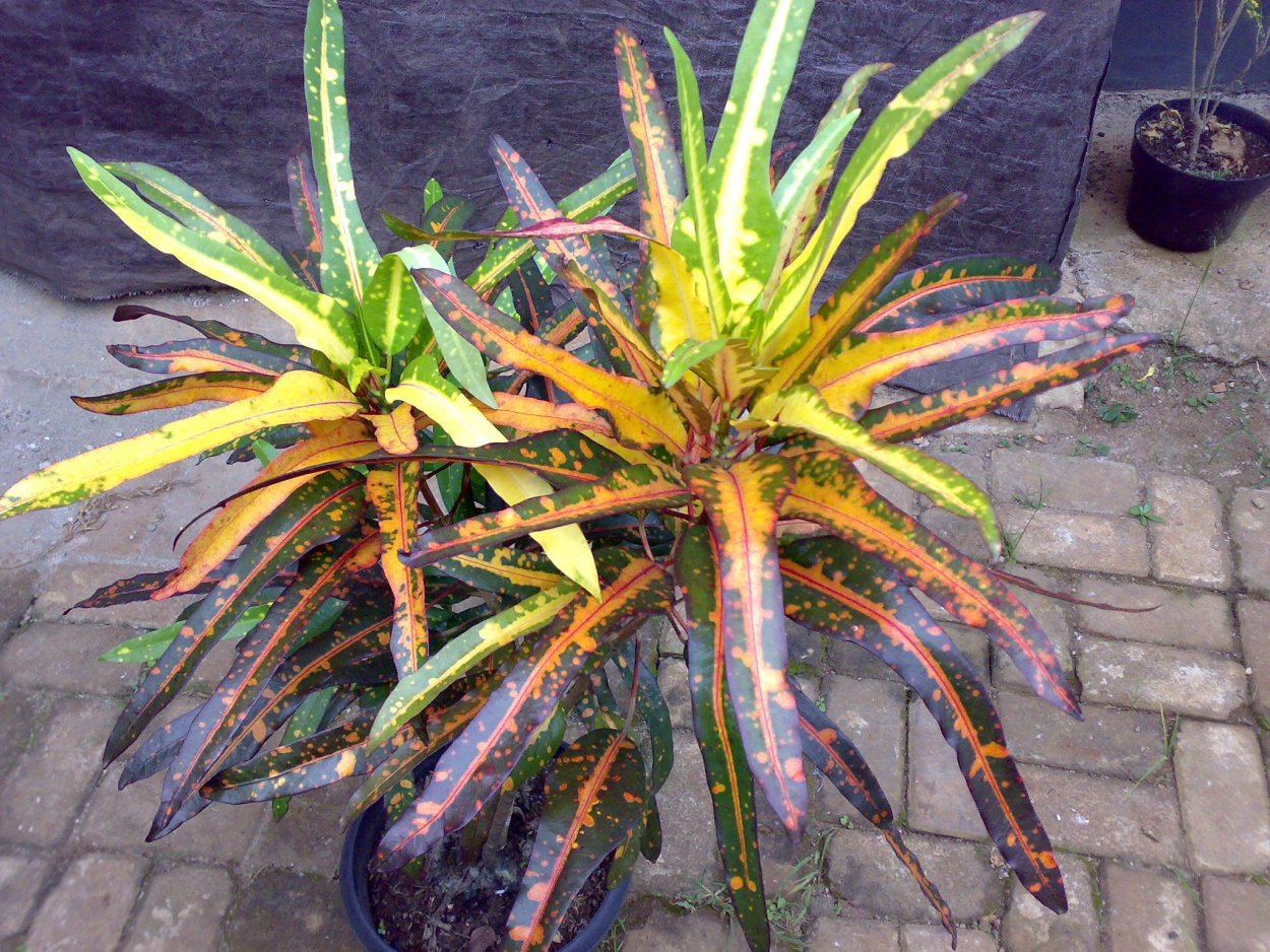 Кодиеум Голден ринг