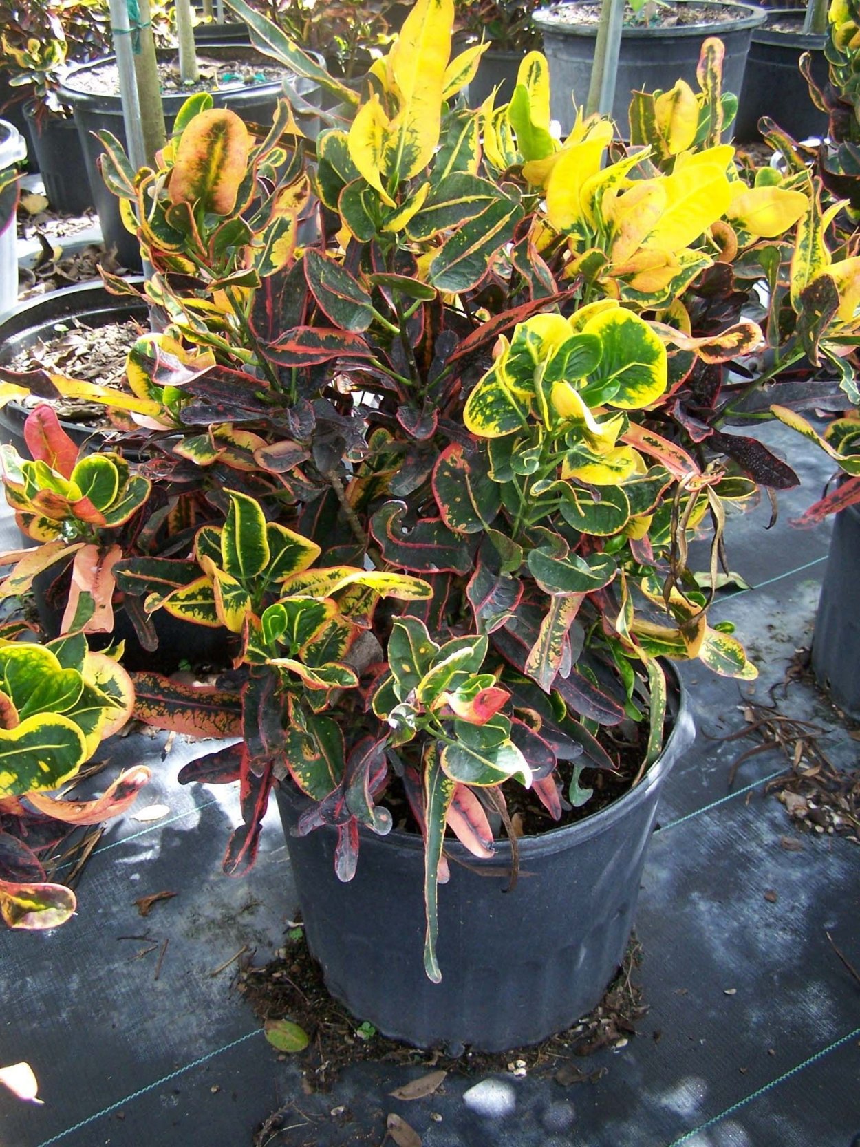 Кротон Вариегатум