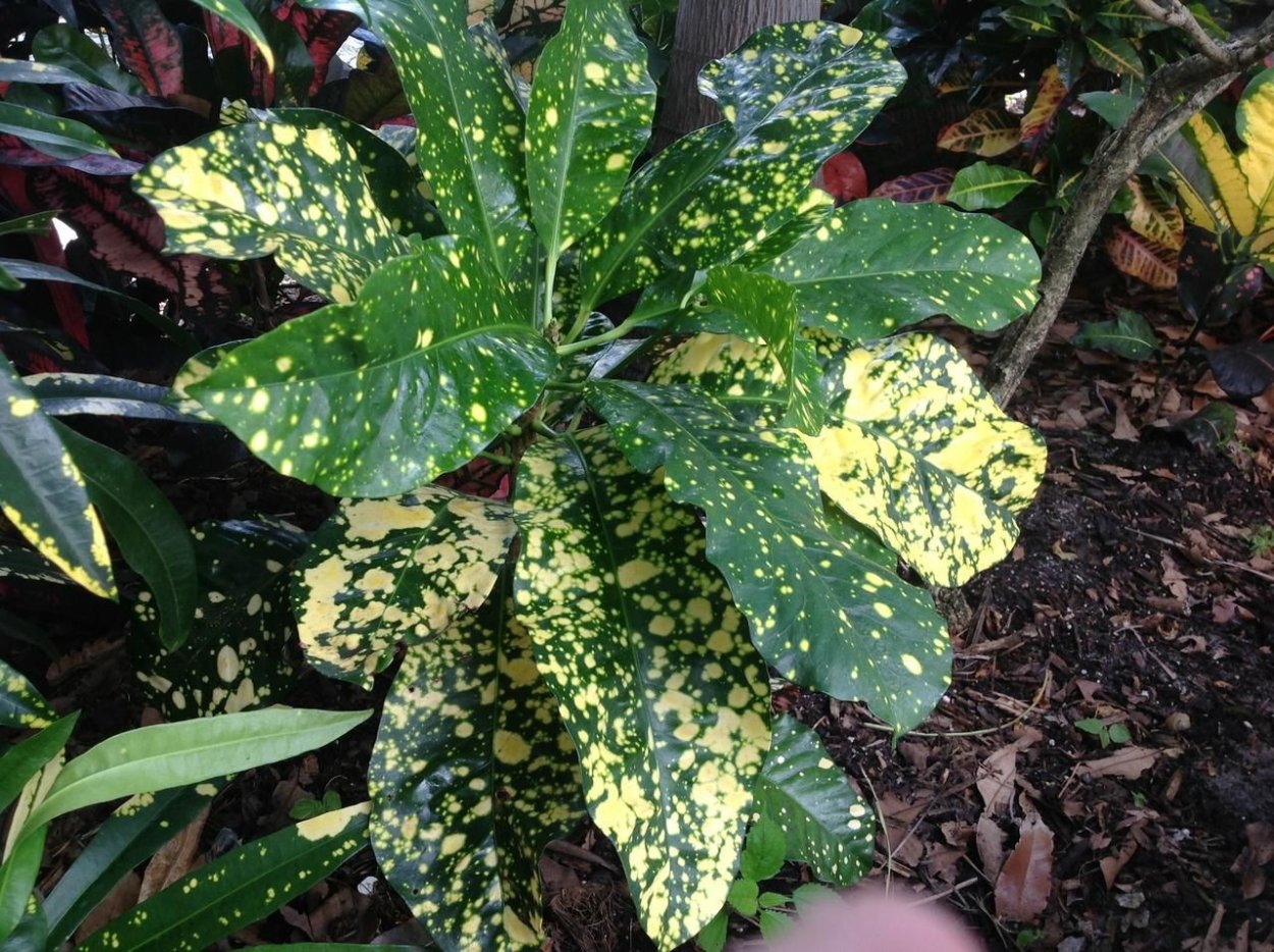 Кротон Млечный путь