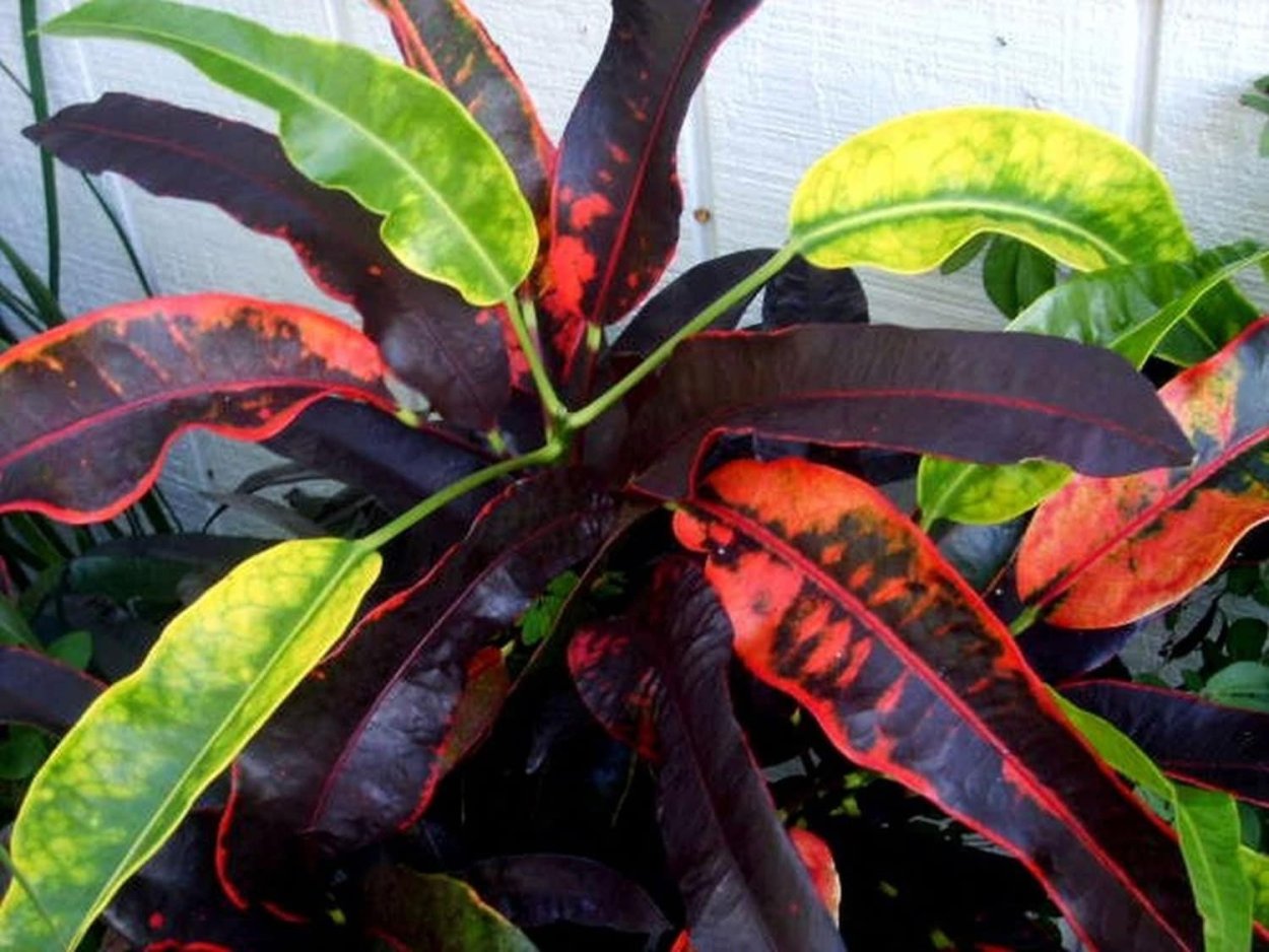 Croton ‘stoplight’