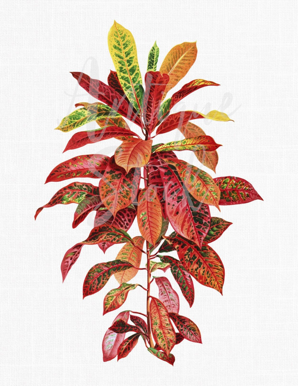 Кротон рисунок