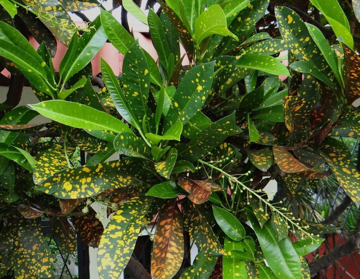 Кодиеум Кротон узколистный