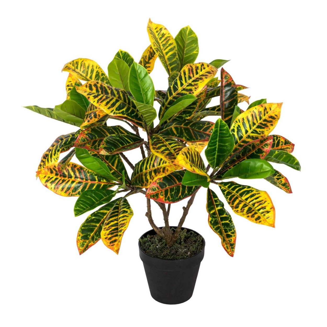 Кротон Пальма