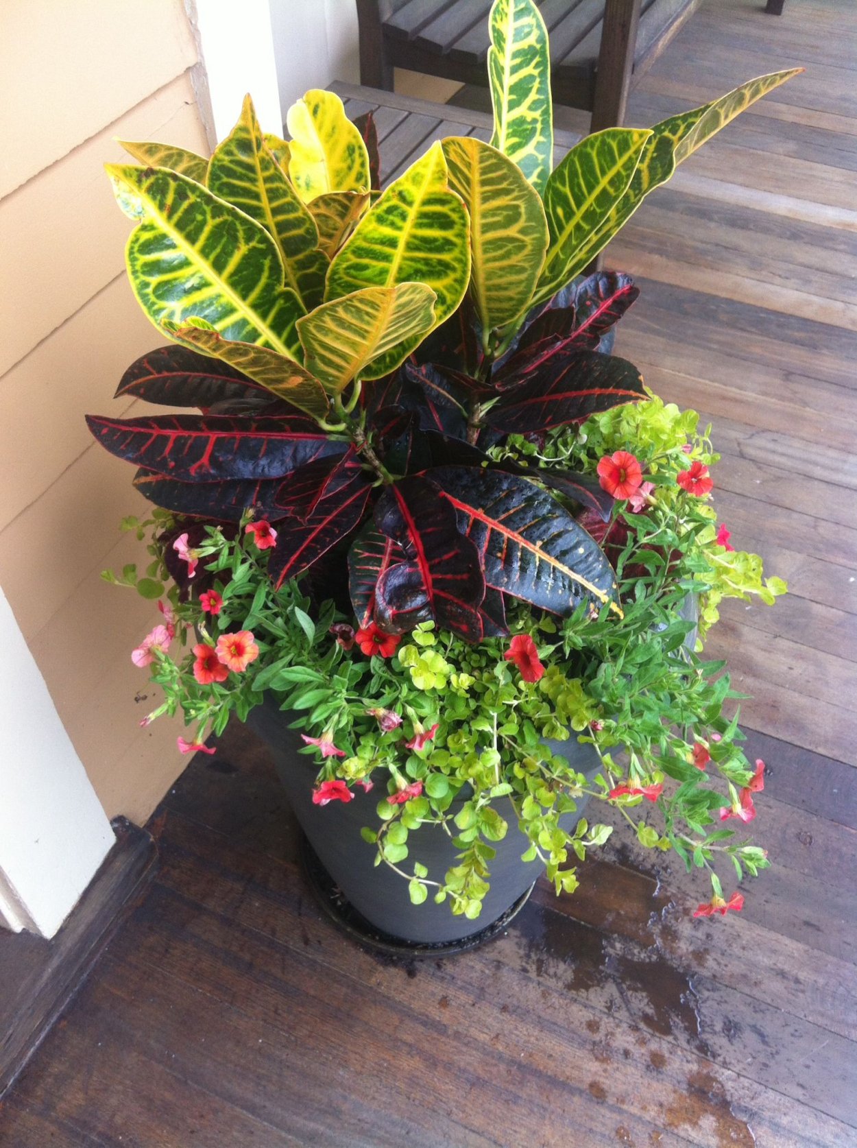 Кротон растение Вилма