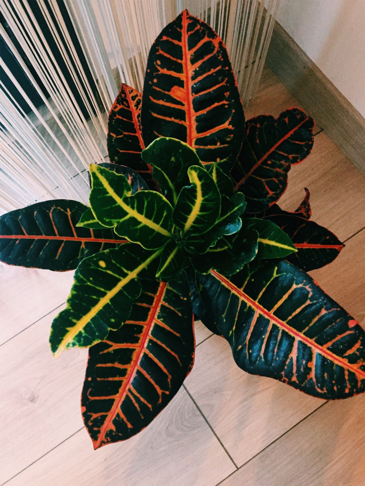 Кодиеум Вилма