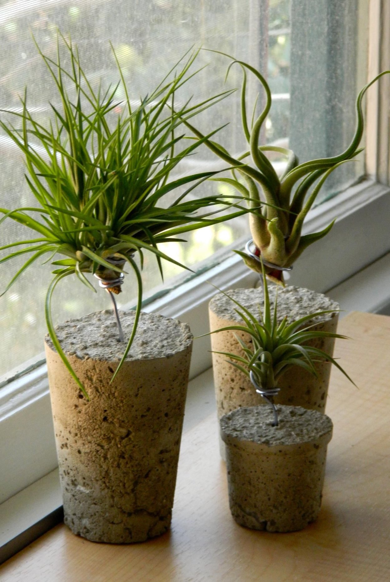 Эпифиты комнатные растения