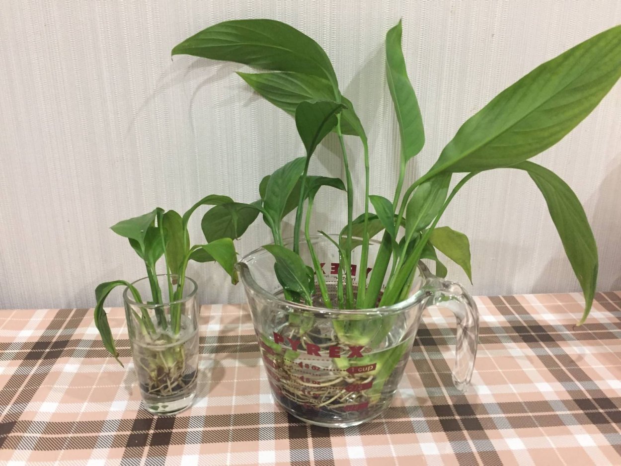 Спатифиллум черенок