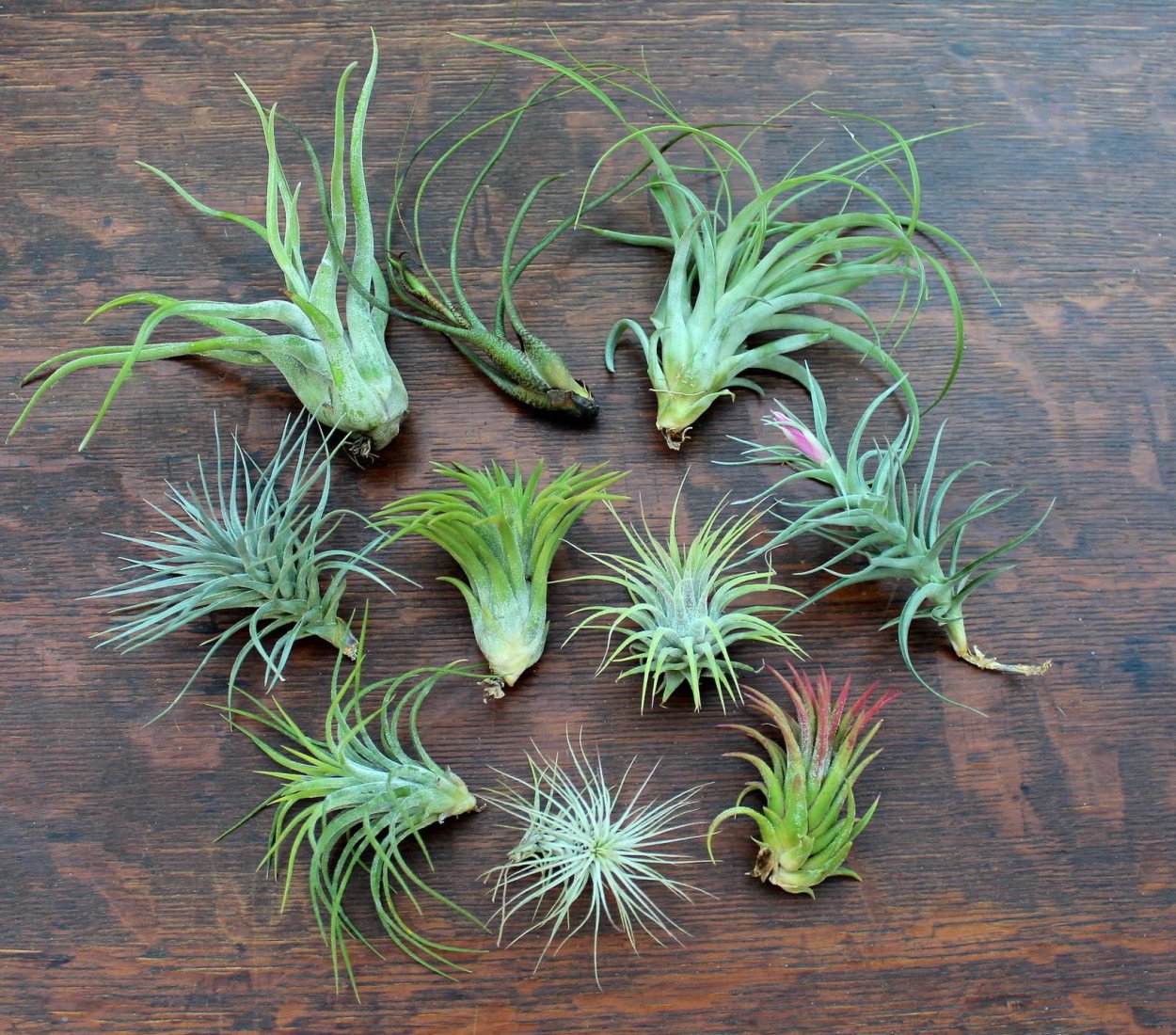 Корневая Тилландсия