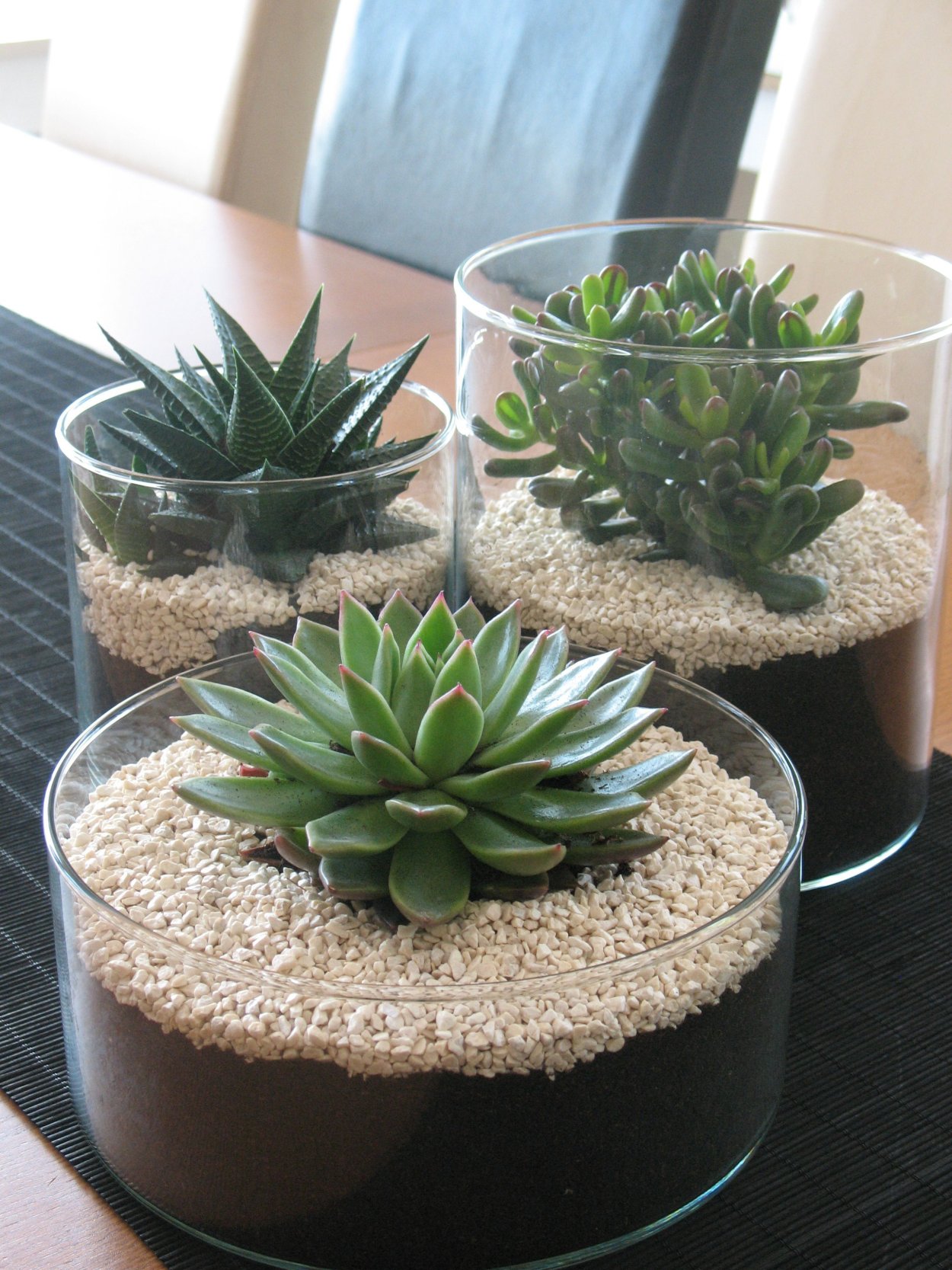 Суккулент хавортия флорариум