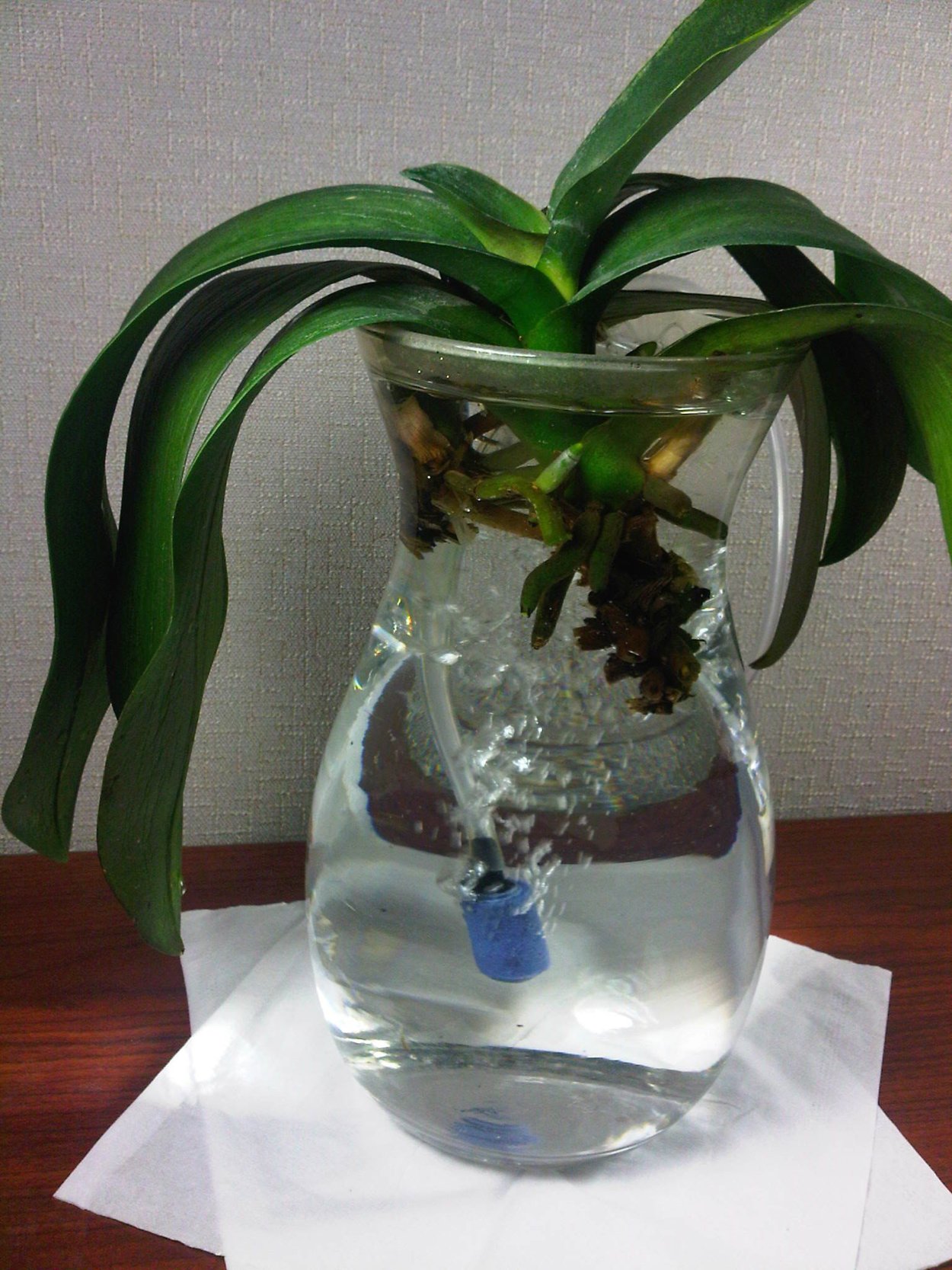 Гидропоника фаленопсис