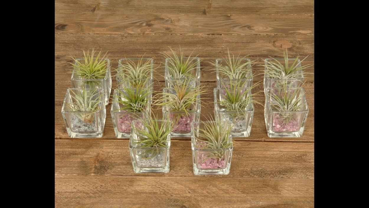 Тилландсия без земли