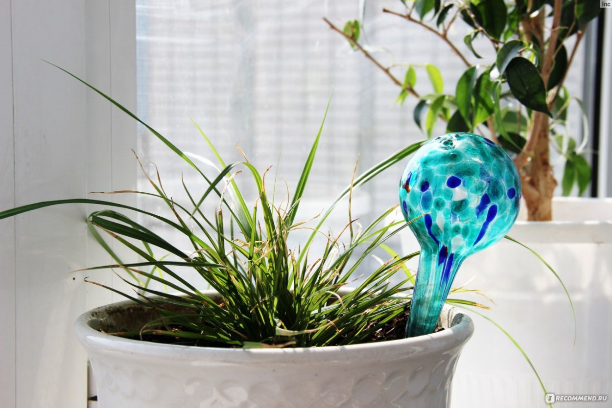 Шары клизмы для полива