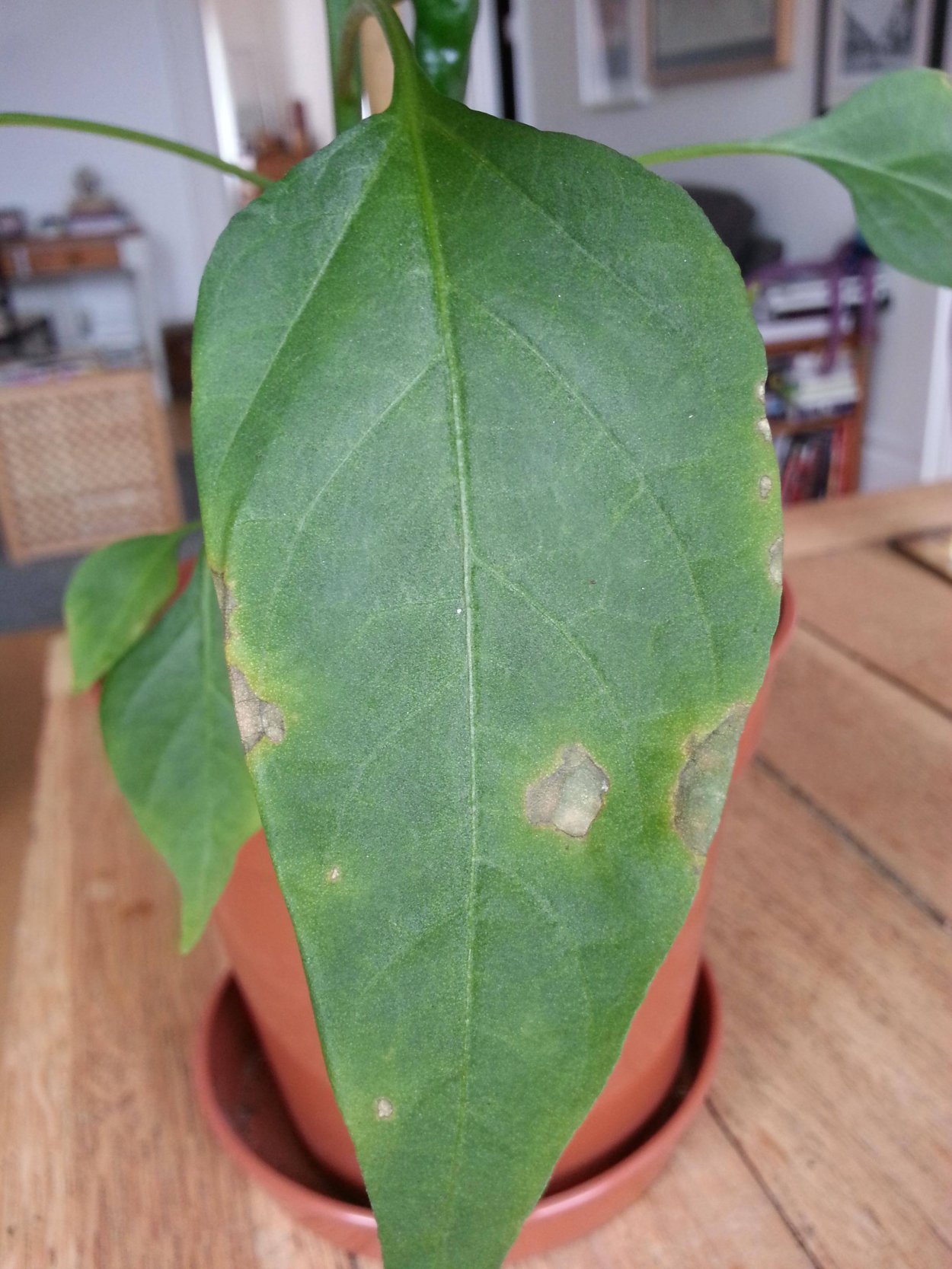 Хлороз у бугенвиллии