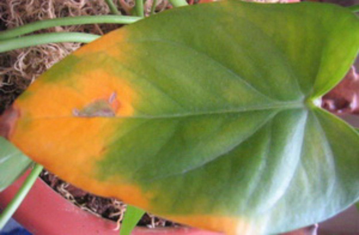 Антракноз антуриума