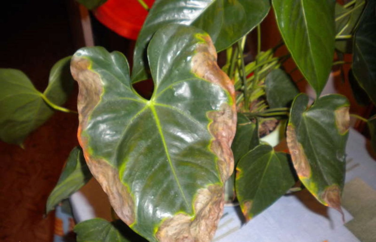 Септориоз антуриума