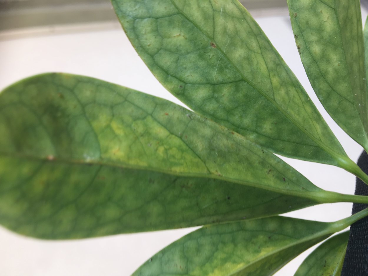 Цветок с темными пятнами на листьях