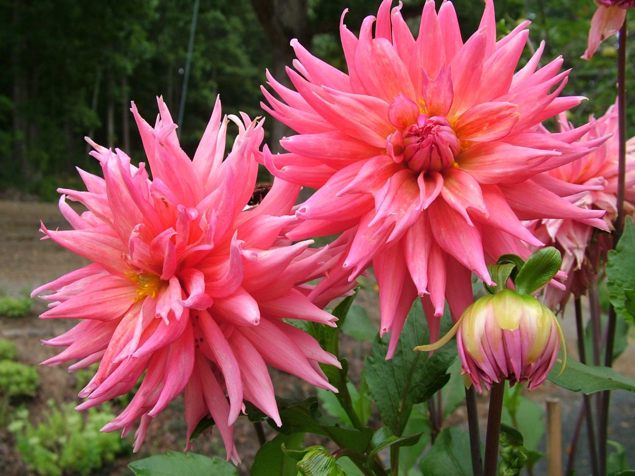 Георгины высокорослые