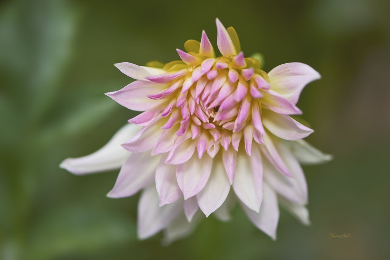 Георгин Чериш