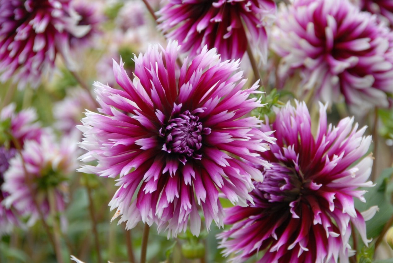 Георгины Алауна Клэр