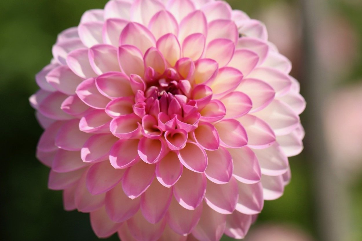 Георгин розовый