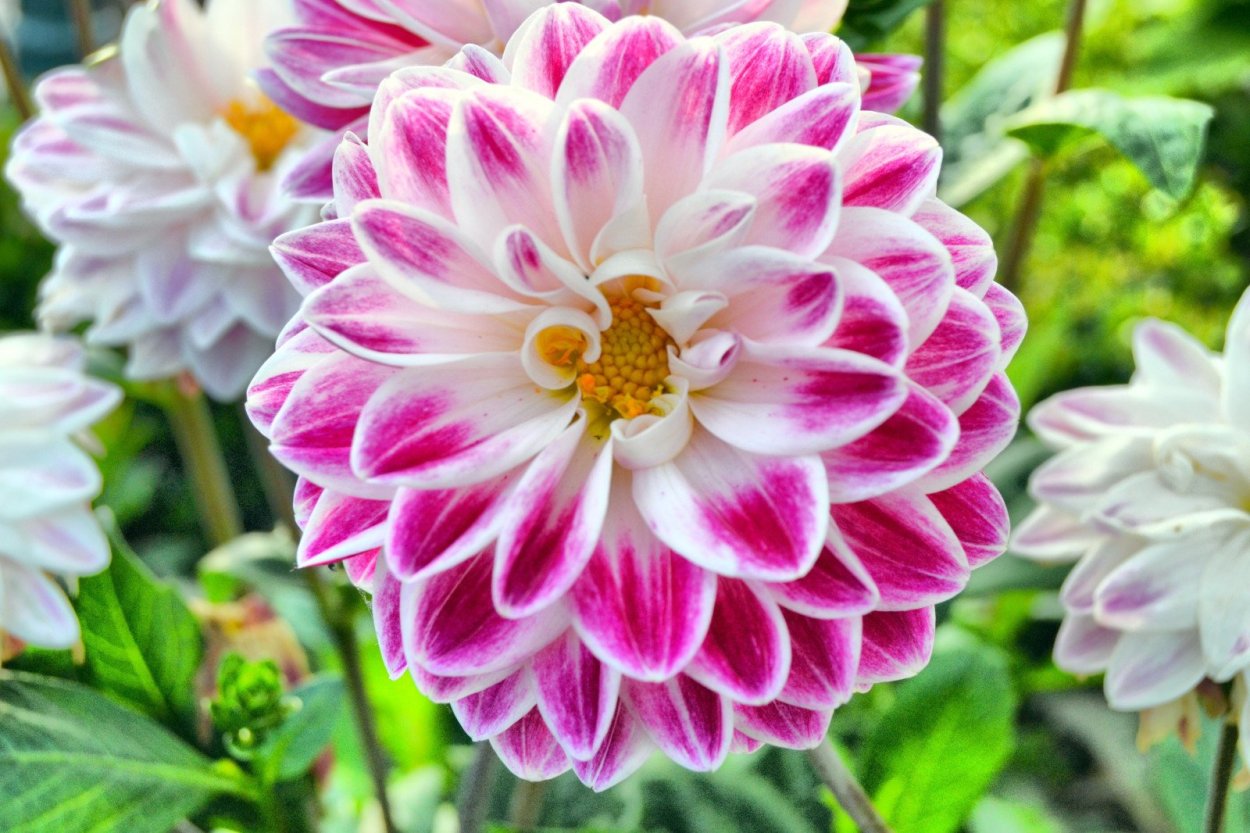 Георгина Виттем