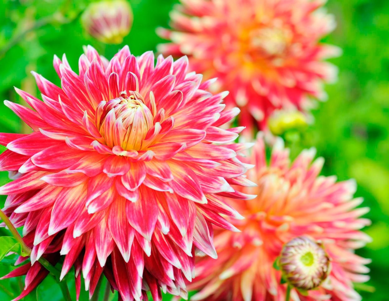 Георгины Dahlia